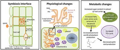 Engineering Mycorrhizal Symbioses to Alter Plant Metabolism and Improve Crop Health